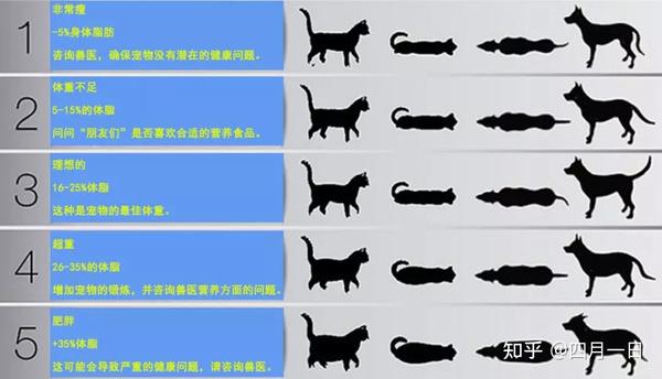 除了缅因猫这类大型猫, 通常成年的田园猫体重最好不要超过12斤,而