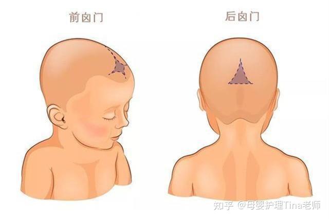 宝宝头顶部的菱形状的前囟门就是由额骨和顶骨之间的骨缝形成.