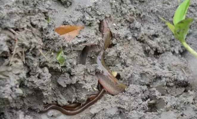 捉泥鳅歌词图片