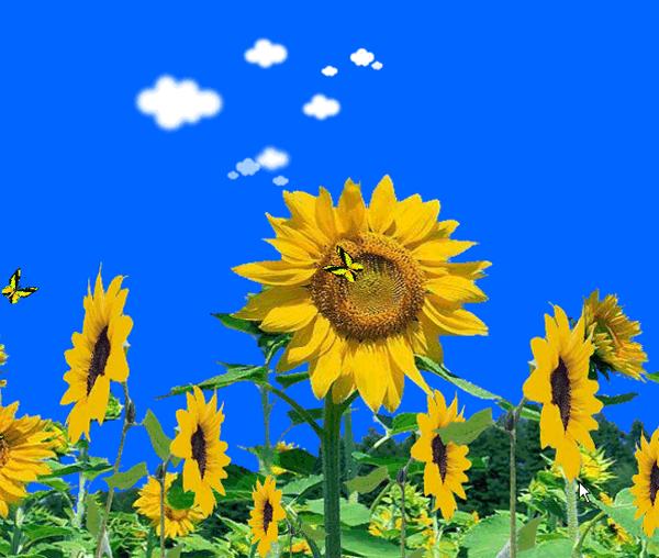 (1) 花开,大红大紫竞相绽放【gif】花篮瓷器【静态图】【gif】花篮