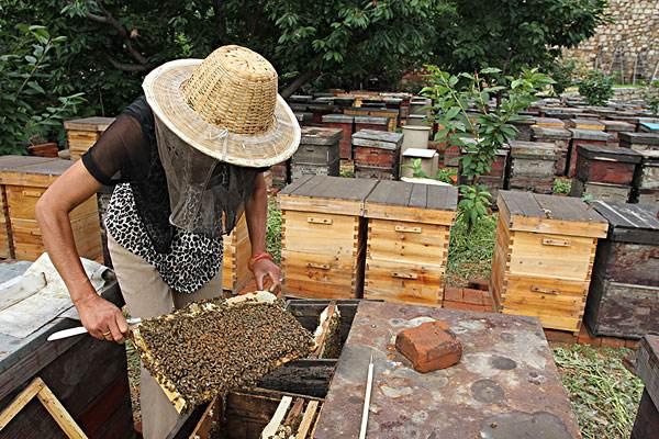 养蜂高手谈经验——新手养蜂必须要注意的十个问题