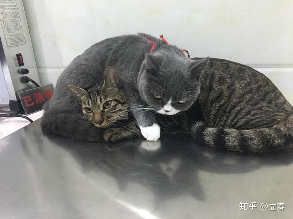 蓝猫晚上会在人脚边睡觉,但土猫就直接躺在你腿上,大半夜想找你玩就趴