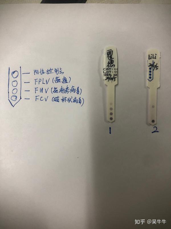 作为科学养宠,文明养宠的倡导者和实践者,在每年给猫咪接种猫三联