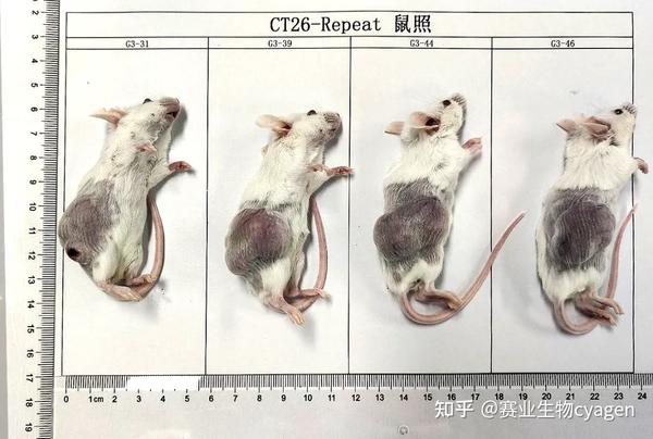 同源肿瘤移植小鼠模型syngenic