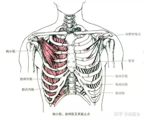 上方包裹锁骨下肌,下方包被胸小肌,位于喙突,锁骨下肌与胸小肌上缘的