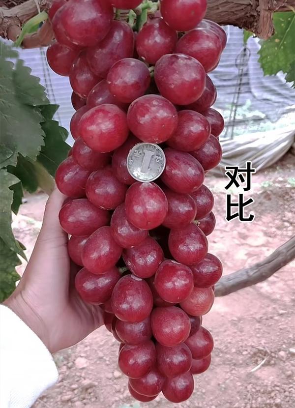 中国红玫瑰葡萄苗中国红玫瑰葡萄苗简介