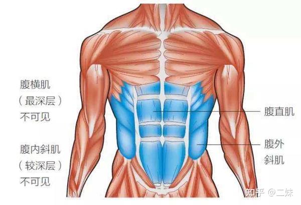 一天一点解剖学人体腹部肌群