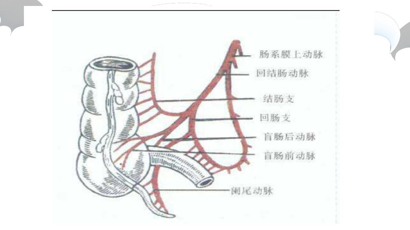 阑尾的组织学结构: 阑尾组织结构分为粘膜层,粘膜下层,肌层,外膜四层