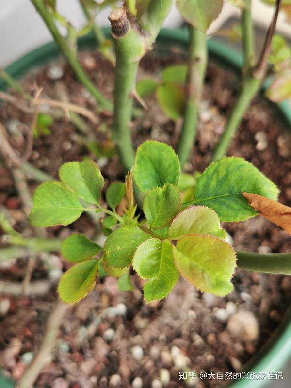 园艺日记 | 植物生长情况的记录和分析--月季b