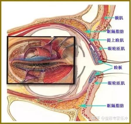 睑板位于眼轮匝肌与睑结膜之间,对于人的眼部非常的重要,它能帮助