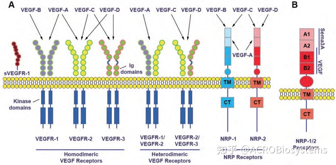 vegf家族隐藏的强者