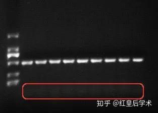 pcr引物设计和实验技巧