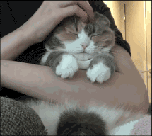 小动物敲可爱表情包!大部分是萌猫! 多图预警张张精品! 往下翻!