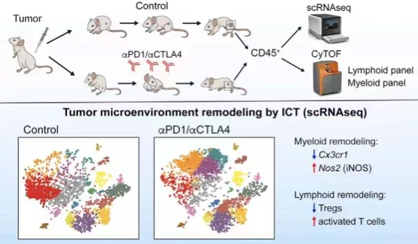 单细胞测序在免疫治疗研究中的应用