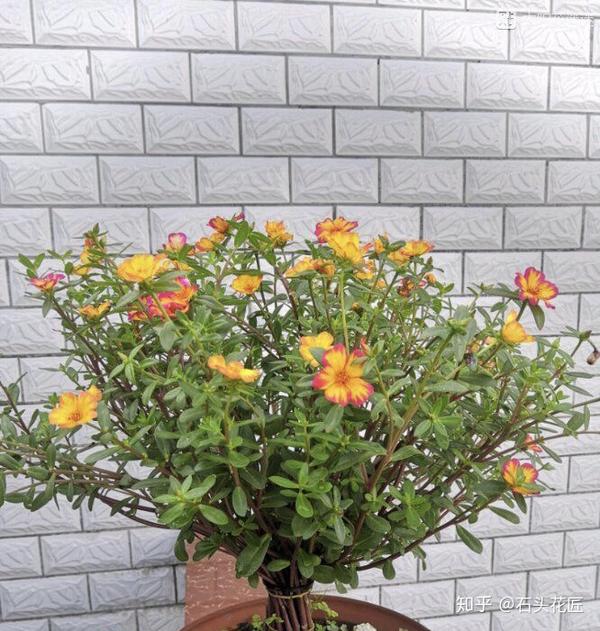 养太阳花"棒棒糖"不花钱,路边捡点枝条,绑在木棍上就行了
