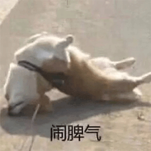 新表情-100张沙雕表情包