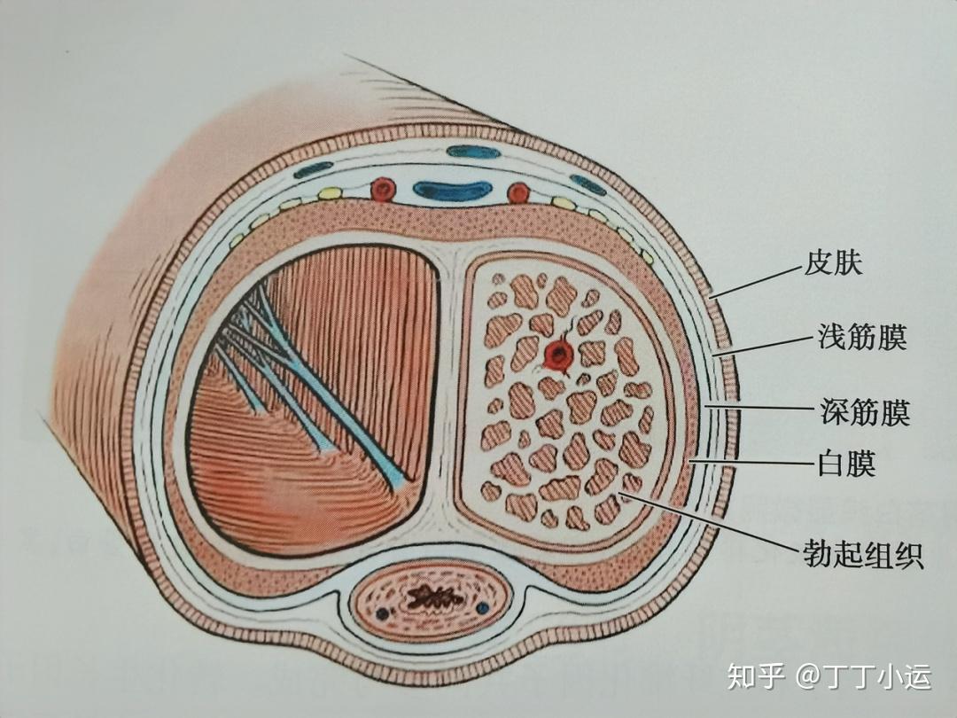 阴茎白膜是双层结构,内层为环形纤维,外层为纵行纤维,两侧海绵体之间