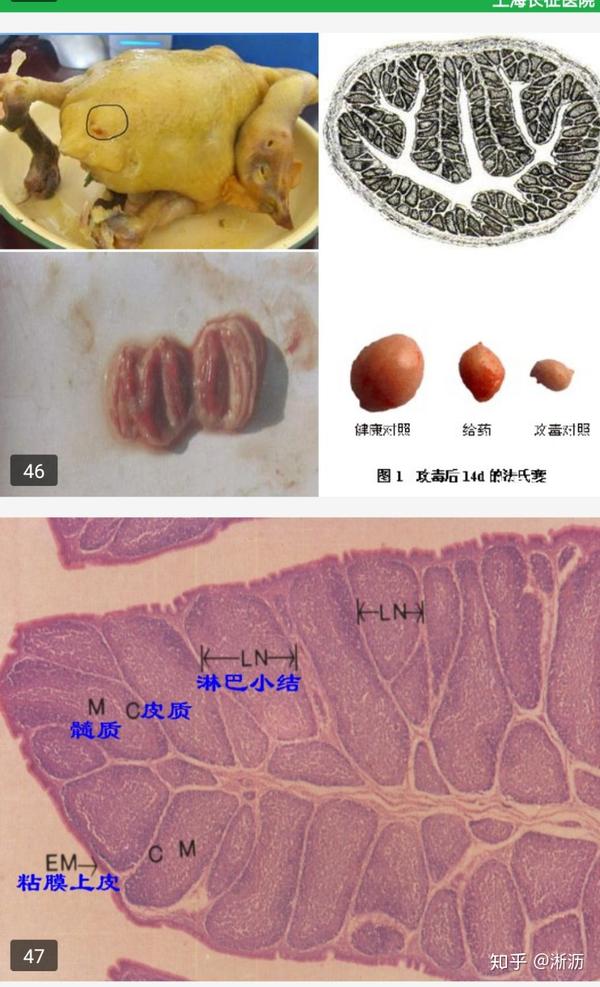 胸腺的组织学结构; 血胸屏障的结构; 掌握法氏囊的结构