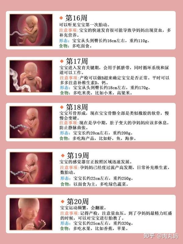 孕期1—40周胎儿发育全过程,准爸妈必看