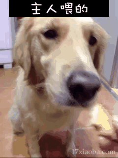 壁纸 动物 狗 狗狗 240_320 竖版 竖屏 手机 gif 动态图 动图