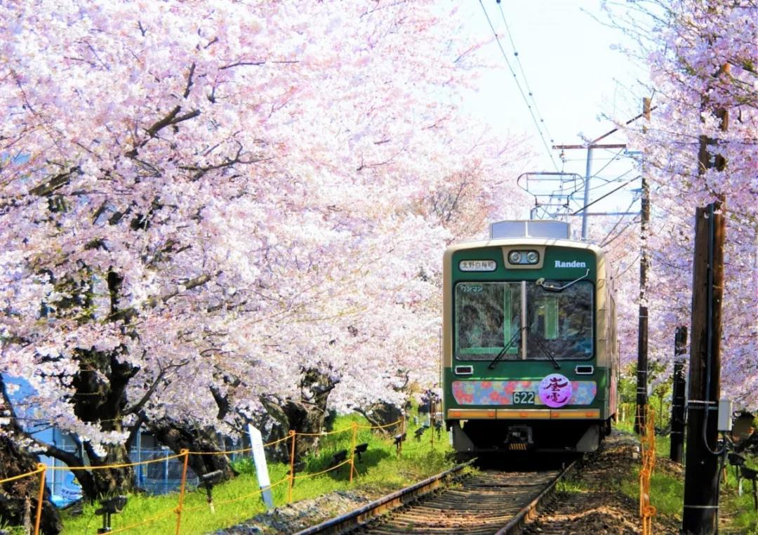 2021年日本樱花前线预测发布!又到春暖花开时,让我们相约云赏樱