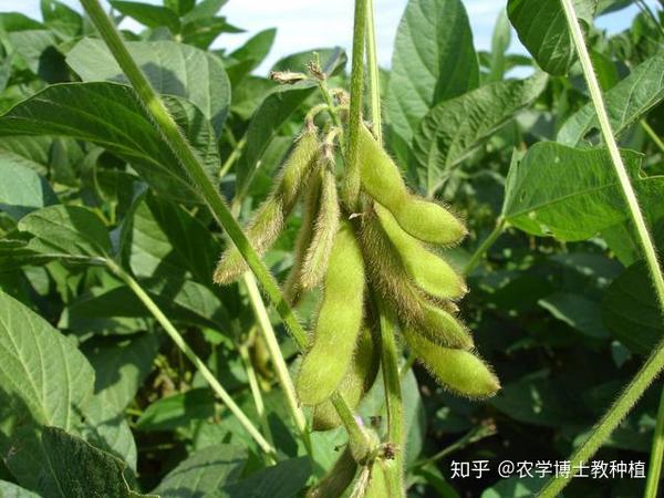 4,大豆植株叶龄
