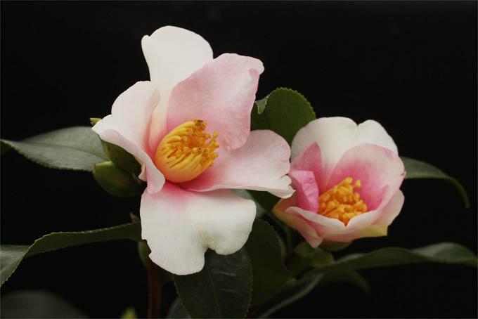 日本茶花100选006梦