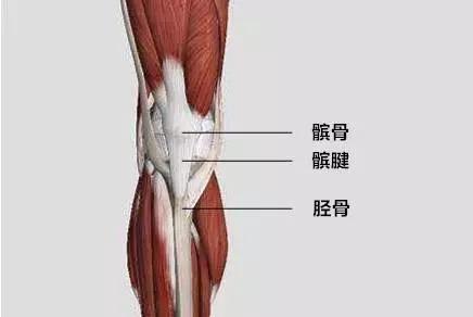 10 人 赞同了该文章 一,髌腱炎 髌腱是连接髌骨到小腿胫骨的肌腱结构