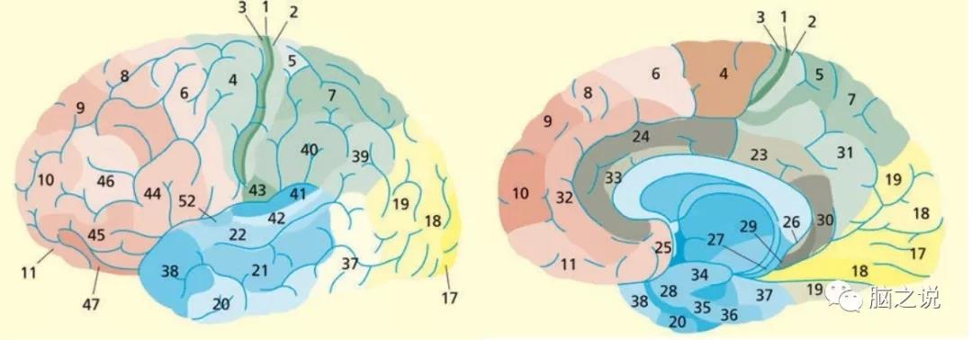 聊一聊brodmann大脑皮层分区