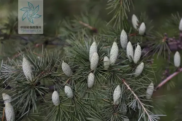 雪松cedrus deodara,未成熟的雄球花与簇生的针叶(李可来 摄)