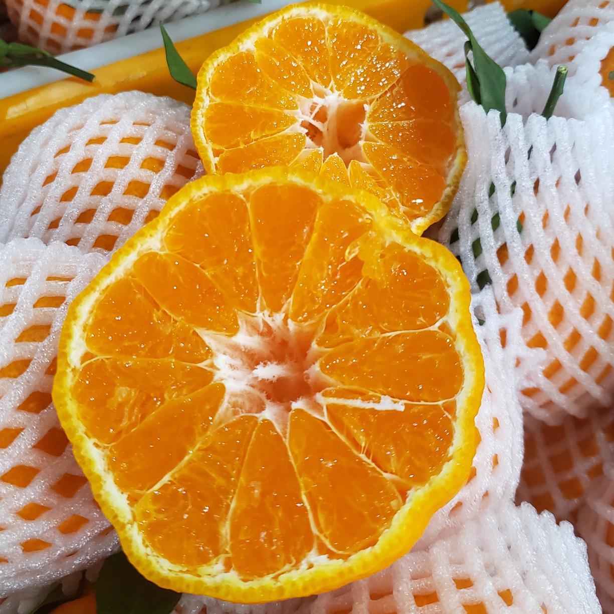 【越丑越好吃的丑橘"不知火"上线咯】酸甜可口,口感脆嫩