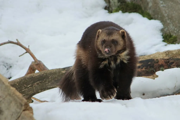 helsinki动物园的狼獾.图片:uusijani / wikimedia commons