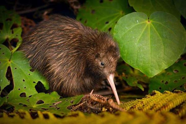 kiwi birds are rare bright spot in grim extinction report