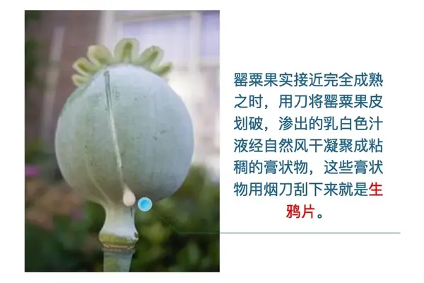 罂粟壳罂粟籽罂粟籽油究竟能不能吃
