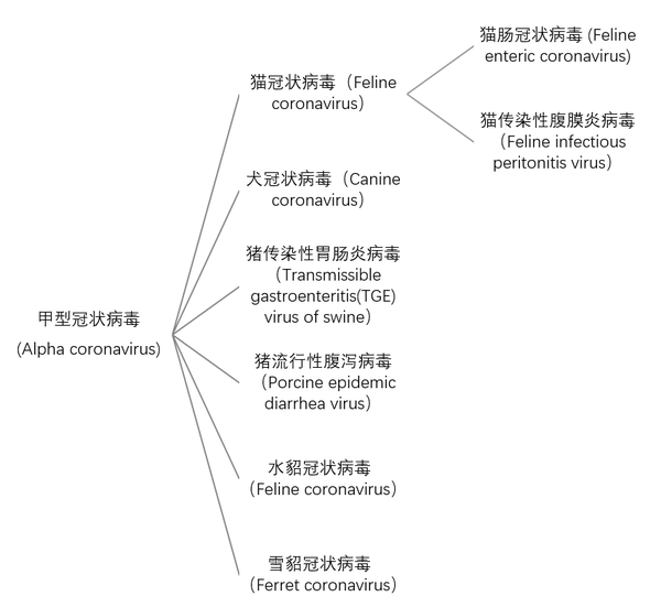 冠状病毒大家族简介