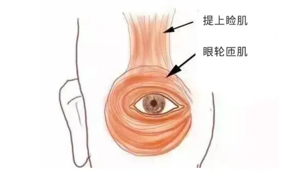 眼皮跳被称为"眼睑震颤"或"眼睑痉挛",是