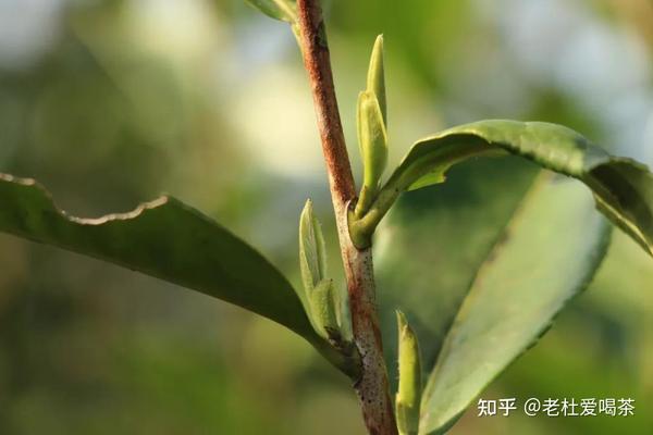 什么是福鼎白茶