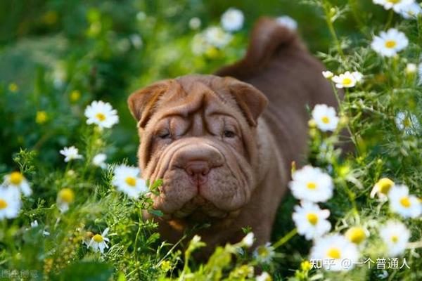 巴哥犬与沙皮狗的区别有哪些?看过你就懂!