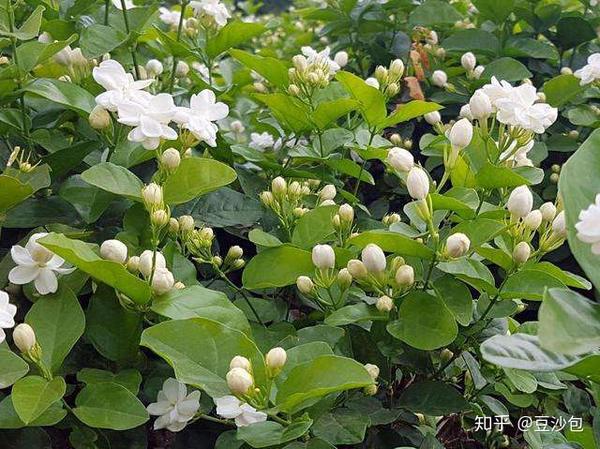 常见开白花植物