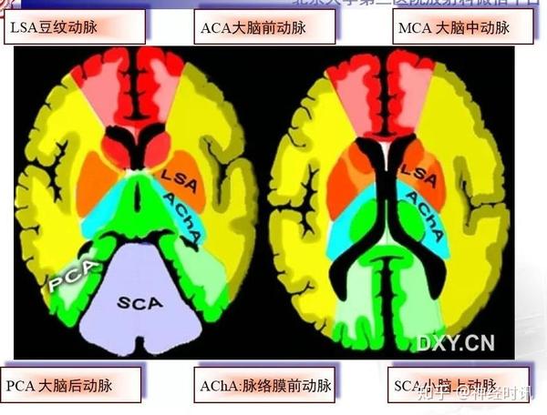 超全脑动脉解剖及供血区分布 课件