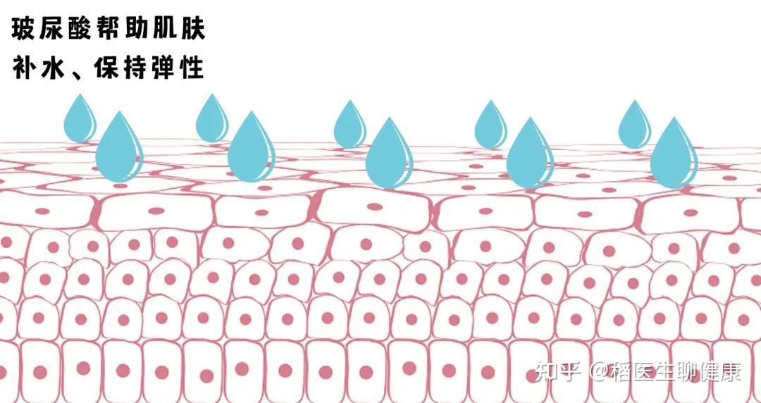 一,皮肤层结构