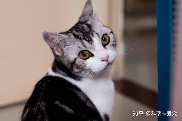 猫咪晚上不睡觉,乱叫怎么办?「科瑞卡科普」