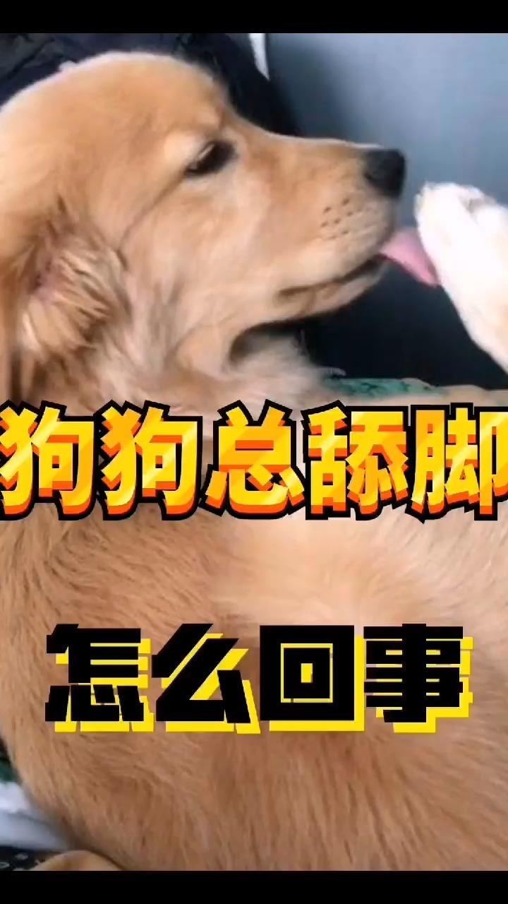 狗狗总舔脚是怎么了?