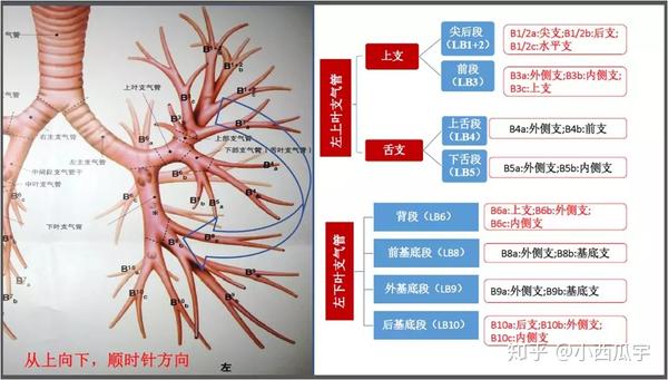 支气管树命名学习