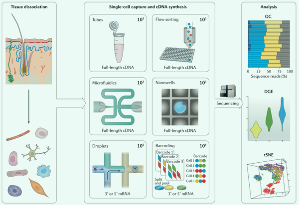 Rna Seq