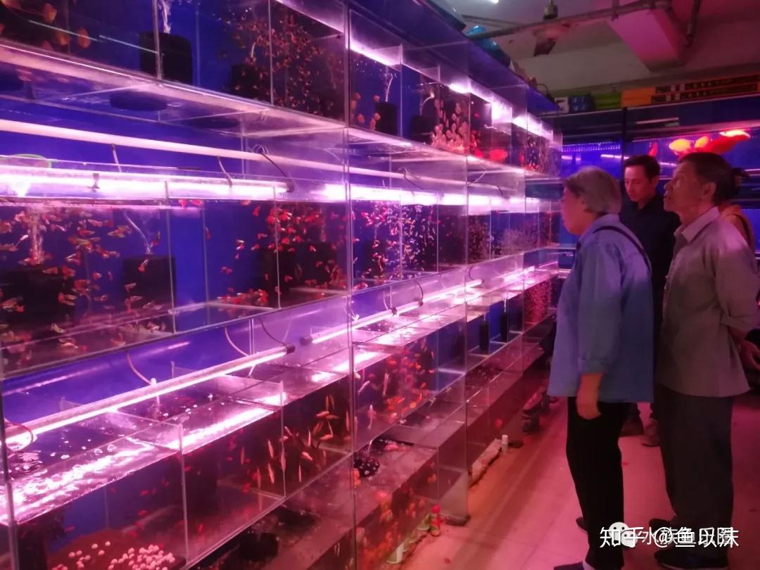 带你走访上海最大的花鸟市场观赏鱼鱼市