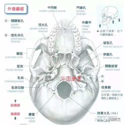 颅骨基础解剖 - 知乎