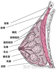 首先我们来看看 乳房的结构是怎样的?