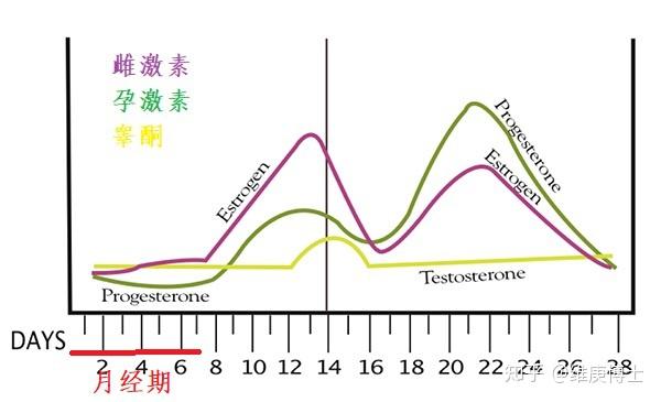 女性周期内激素变化图