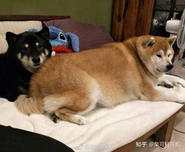 白色,胡麻色和赤色,不同颜色的柴犬繁育难度不同,价格也各不相同